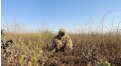 Маскировочный халат Taganrog Друид – купить по цене 3500 руб. в интернет-магазине в городе Курган картинка 17